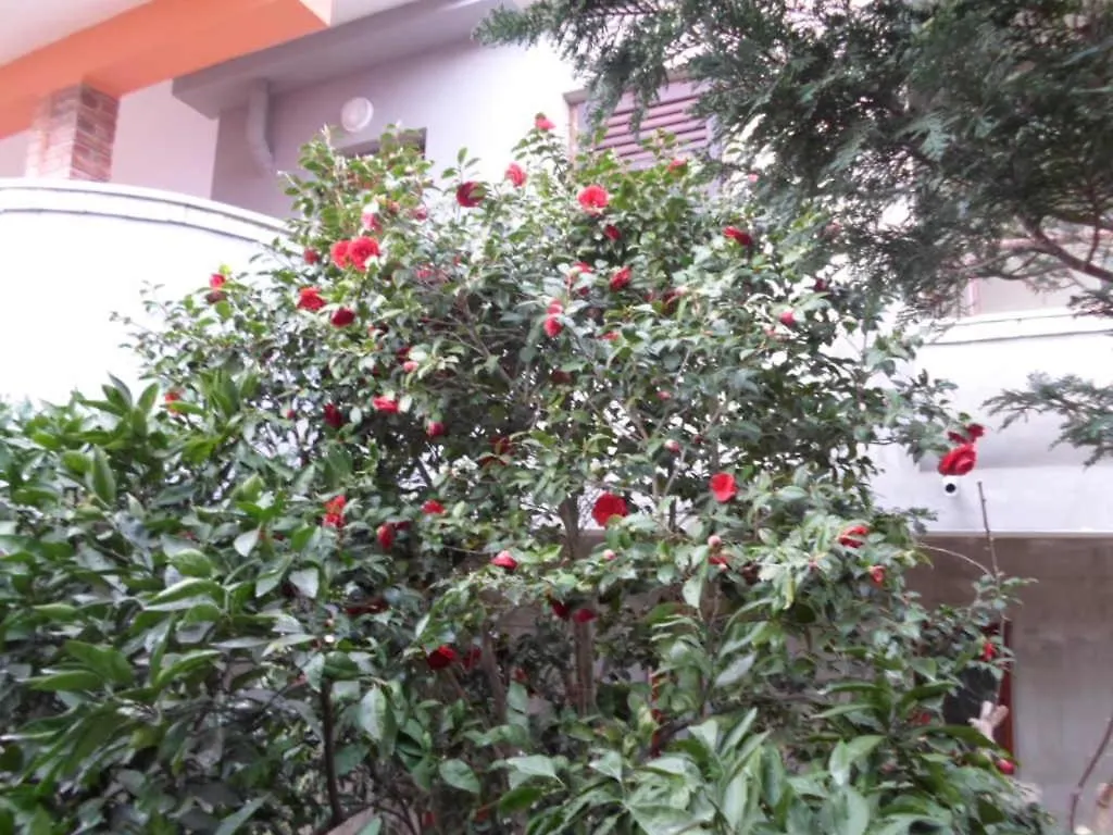 Apartment In Banjole With Terrace, Air Conditioning, Wifi, Washing Machine 3360-3